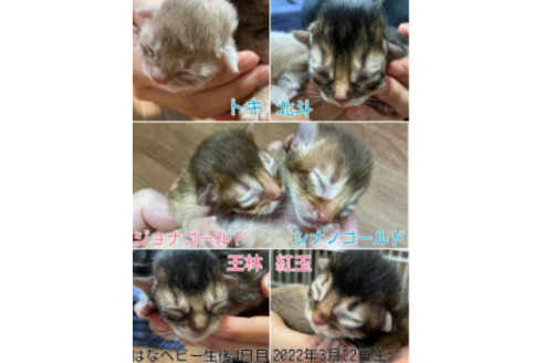 成約済の京都府のソマリ-25056の5枚目